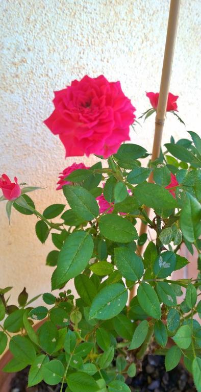 شقة أروسييْ  في Casa Rosina المظهر الخارجي الصورة